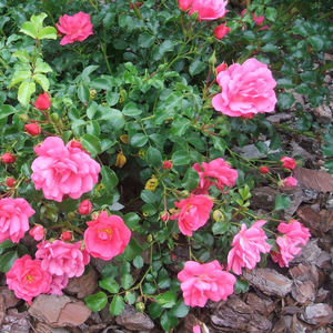Karminowo-różowy  - róże okrywowe